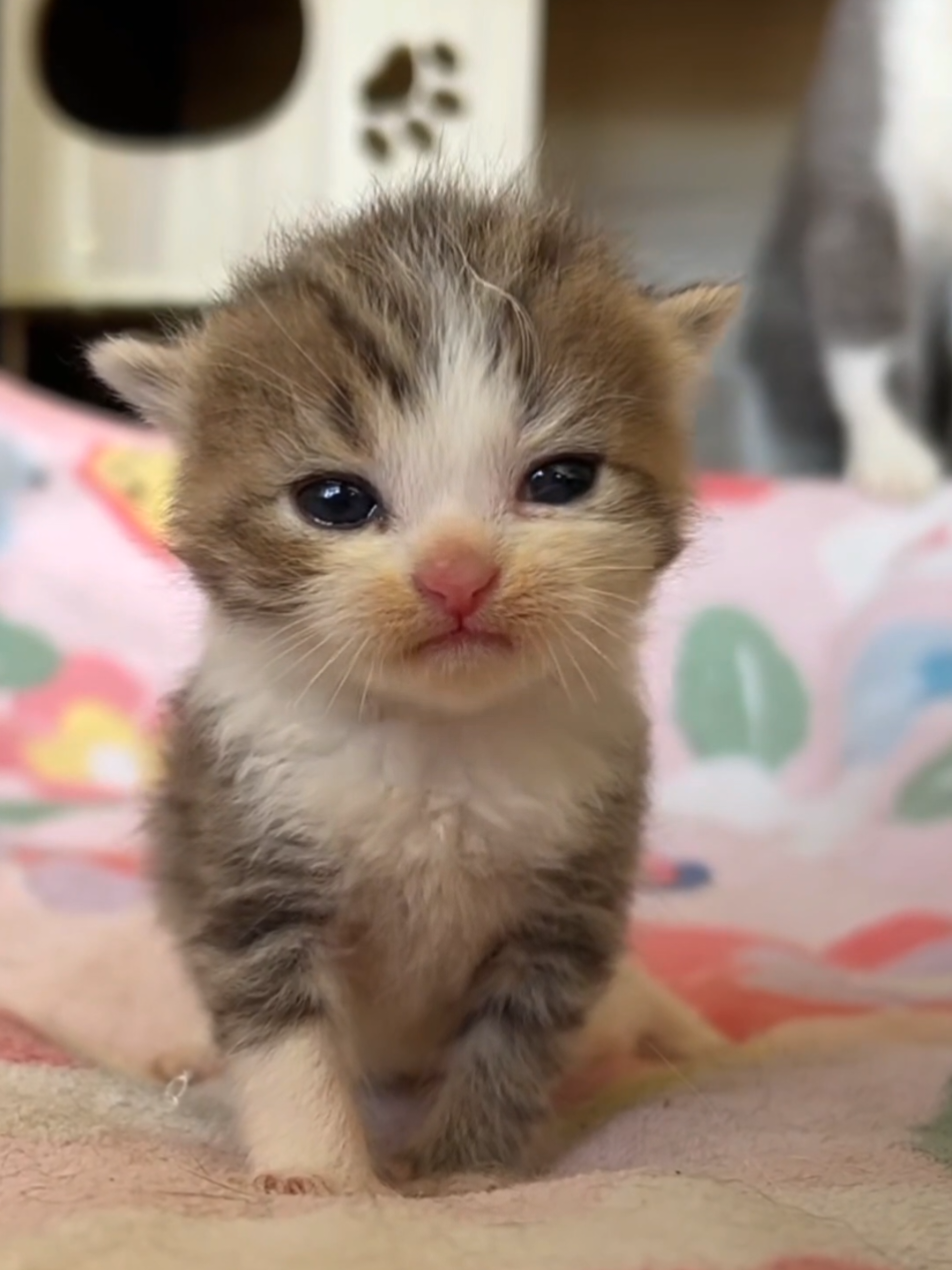 Yapping baby 🥰💖💕 #kitten #cutecat #vi 