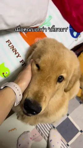 ทุกเช้าก่อนไปทำงาน 🥹 #mantougolden #goldenretriever #โกลเด้น #โกลเด้นรีทรีฟเวอร์ #เทรนด์วันนี้ 