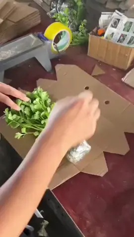 Cocok untuk pemula dan hobi berkebun. 🌱