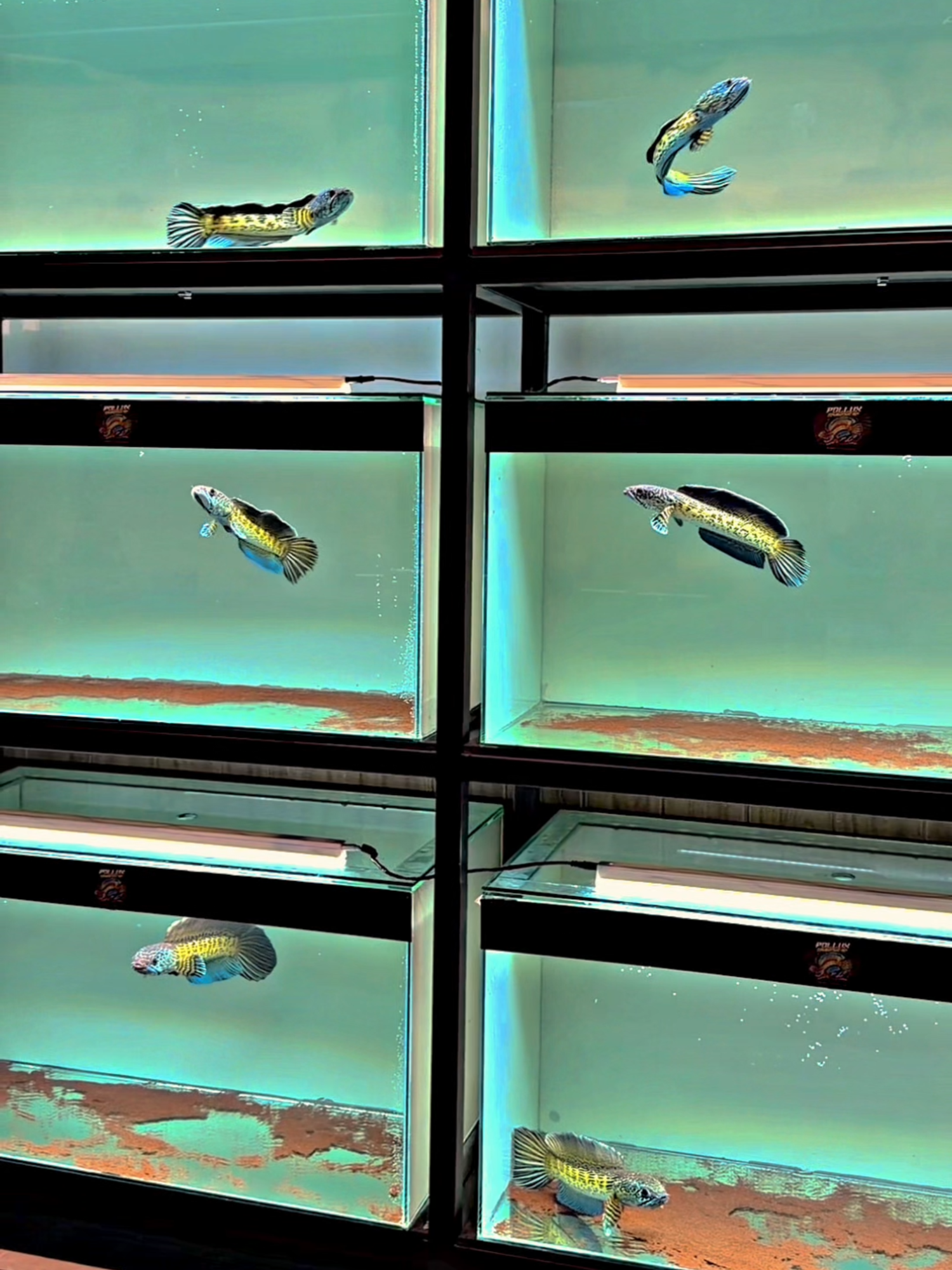 #channaindonesia #predatorfish #channaaurantimaculata #channa #ikanhias