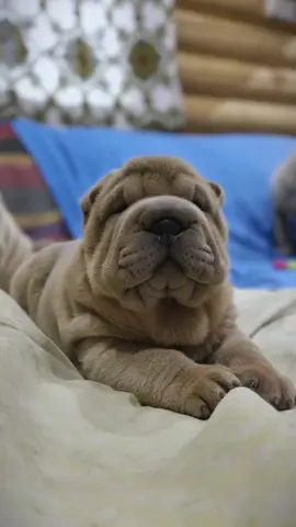 🧡 Xando  Kennel 
