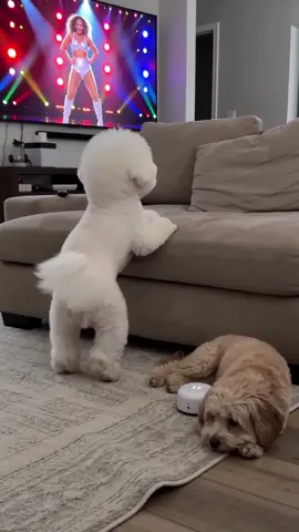 The confidence is the funniest part #funnydog #dog #dogoftheday #funnydogs #doglover
