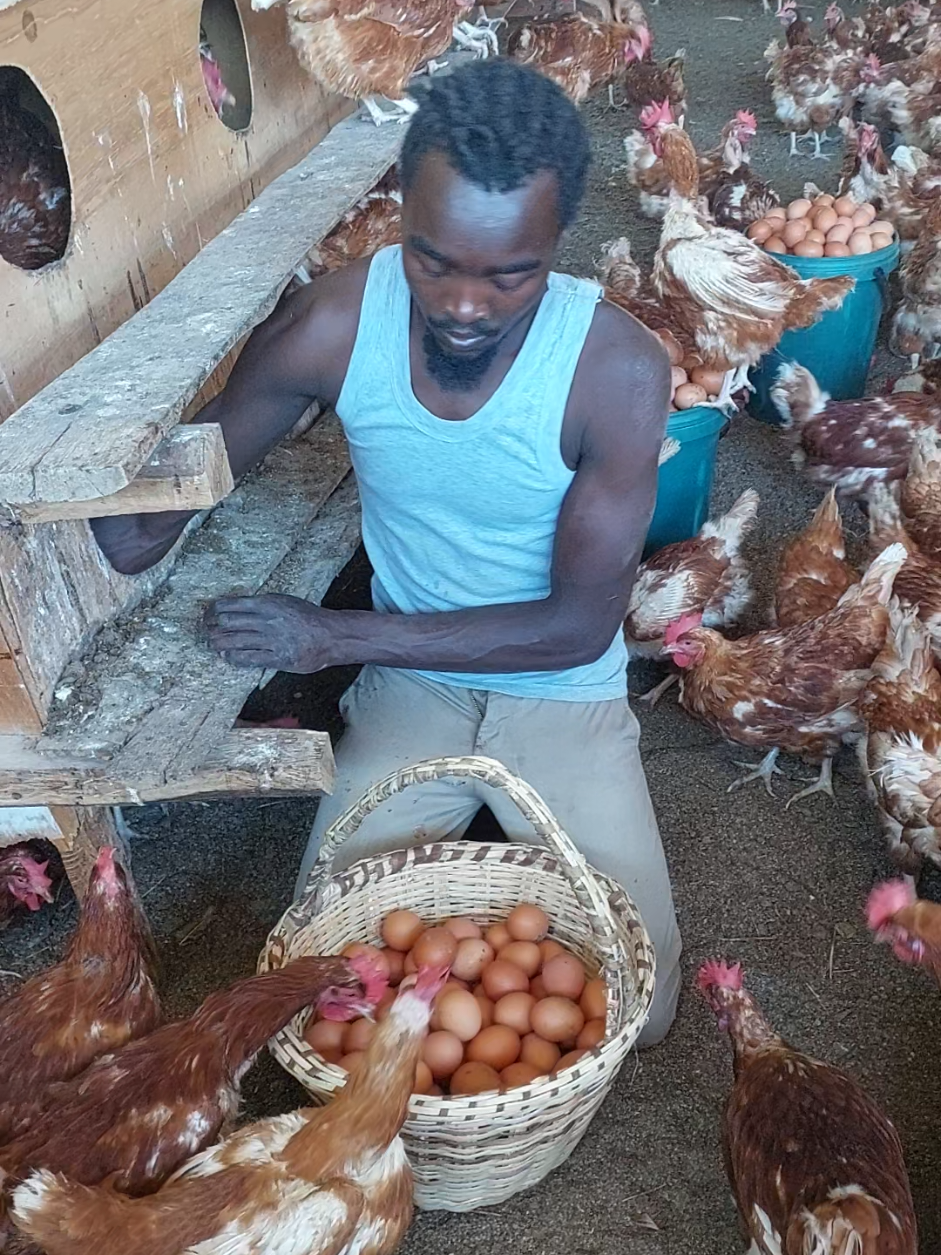 #farmlife #eggs #chicken #farmtok #poultryfarming 