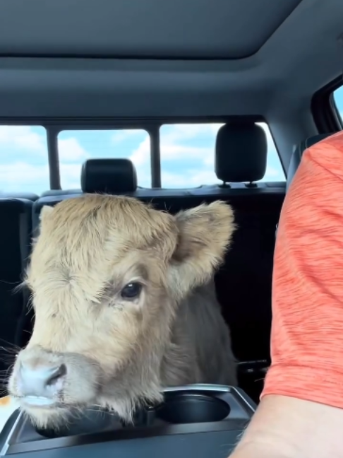 One of the best farm decisions I've ever made? Bringing Miley home! The funny part is that it wasn't exactly part of the plan when I left that morning, but here we are, months later! 😅 Some animals just have a way of choosing you. ❤️ #fluffyfeatherfarm #highlandcow #calf #farmlife #funnyfarm #rememberwhen #memories #miley #throwback