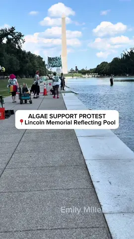 There is an algae support protest at the Lincoln Memorial Reflecting Pool now. We hade reached peak circus here.  The Park Service is still vacuuming out the algae from the NanoBubble. Follow for updates @emilymillerdc 🏃‍♀️🇺🇸 #washingtondc #LincolnMemorial #reflectingpool #trump 