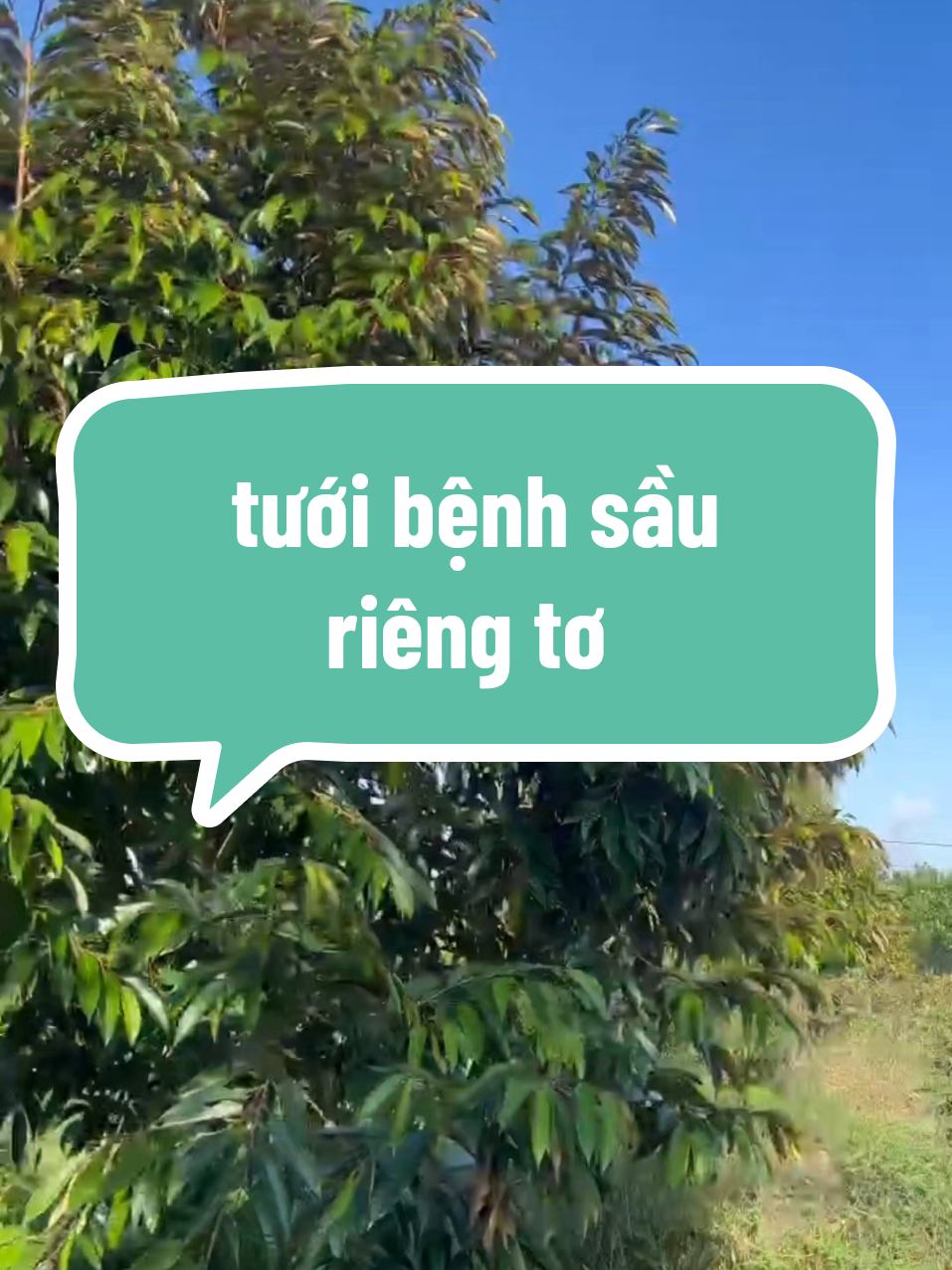 Tranh thủ tưới bệnh trước mùa mưa 🌧🌧🌧 vườn em 36 tháng😍😍😘😘 #sauriengtiengiang #monthong #saurieng #sauriengmientay #thailand🇹🇭 