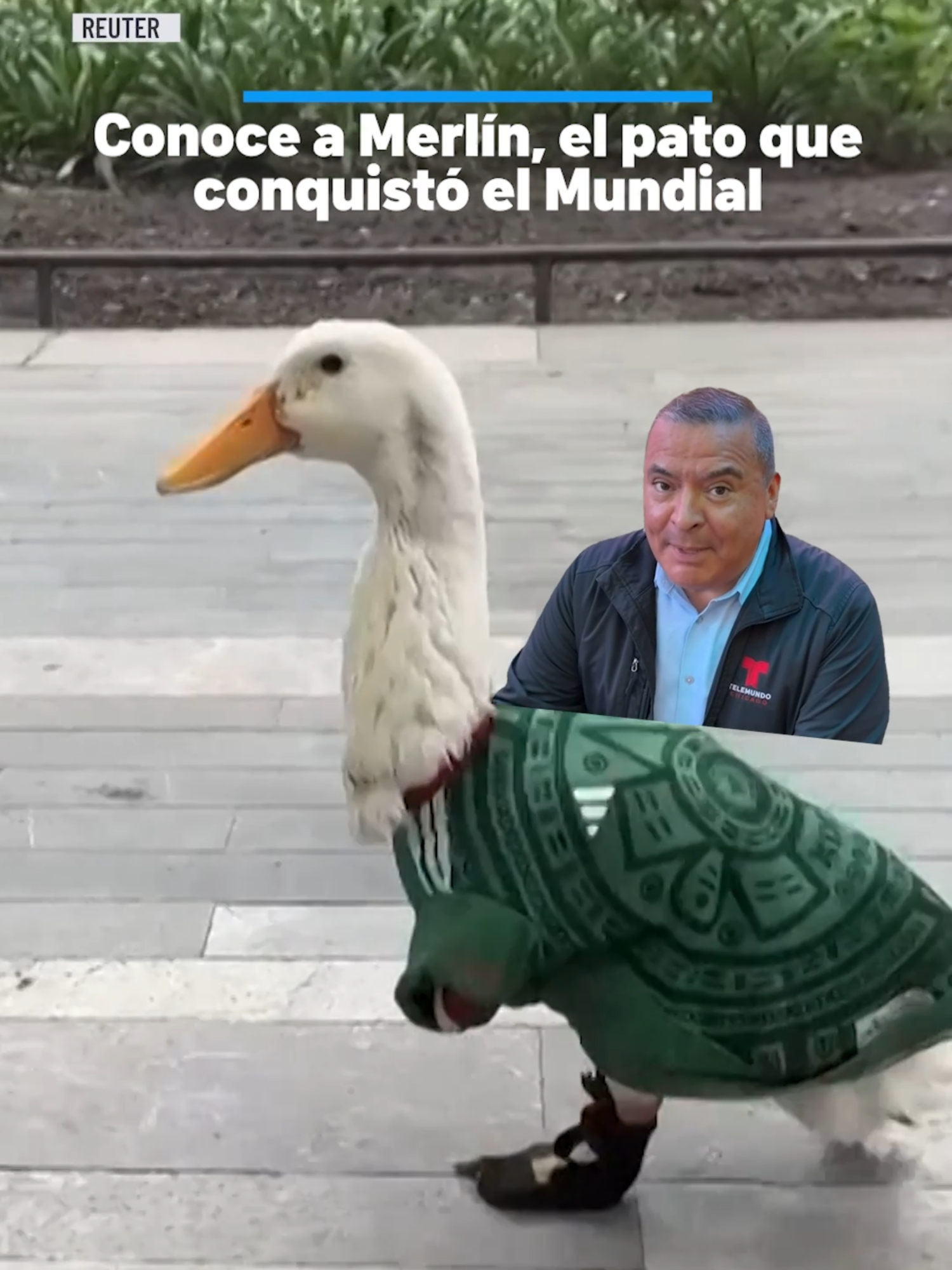 Merlín, un pato domesticado que pasea por la Ciudad de México con la camiseta del Tri, se ha convertido en una de las figuras más queridas del Mundial 2026. Su fama explotó tras un video viral en el que parecía 