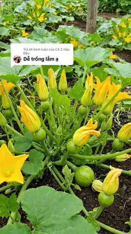 Trả lời @Cô 2 Hậu Đậu  @Săn Sale Giá Tốt #hatgiongrau 
