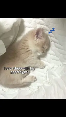 nyenyak sdh  #cattok #kitten #sleep #goodnight #fypp 