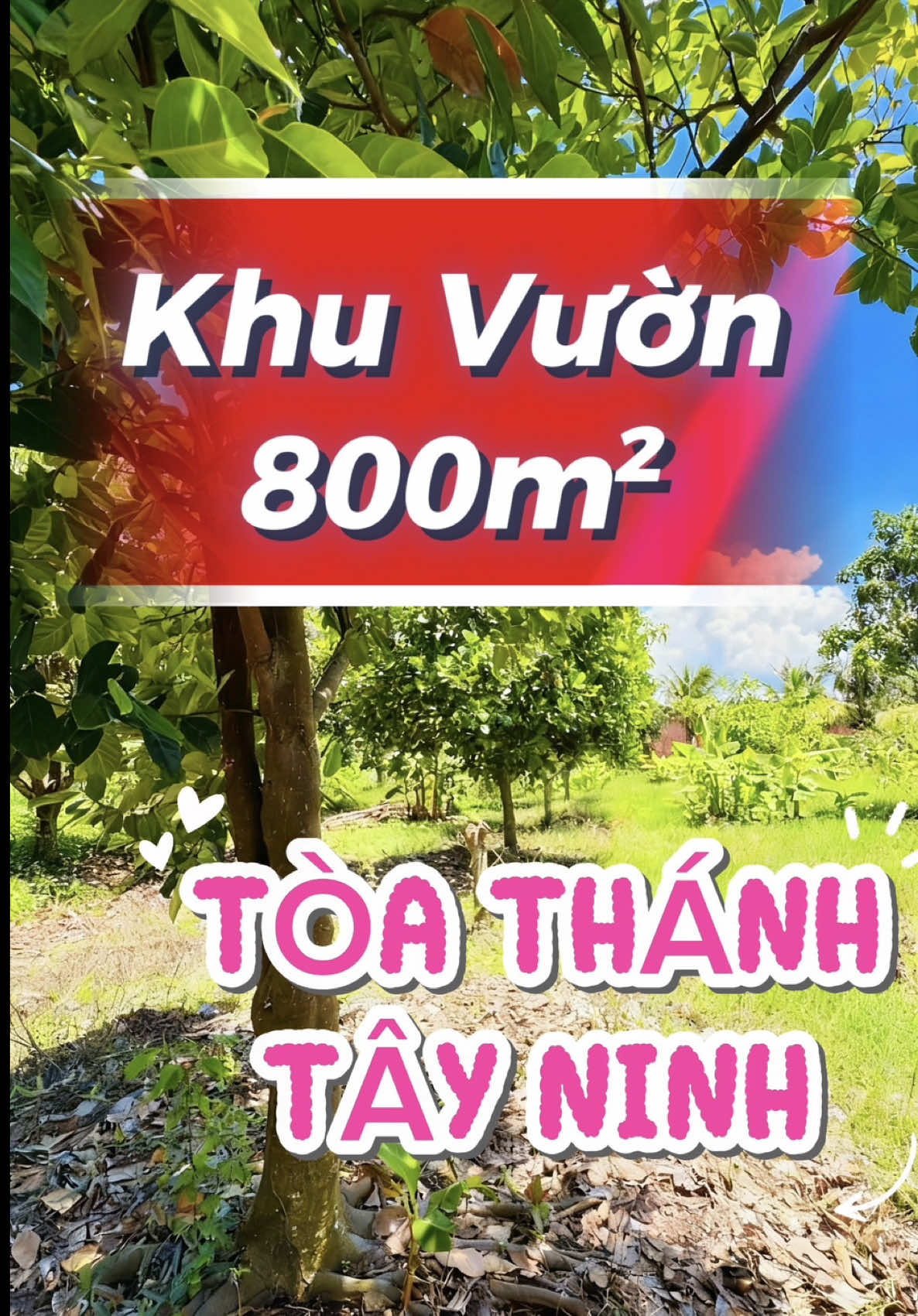 🔥Vườn cây ăn trái 800m² kế cận Toà Thánh Tây Ninh | Đất đẹp nở hậu dài 44 mét, có 250m² thổ cư. 👉 Làm nhà vườn nghỉ dưỡng là y, với thế đất đẹp #bdsnghiduong #nhavuon #batdongsan 