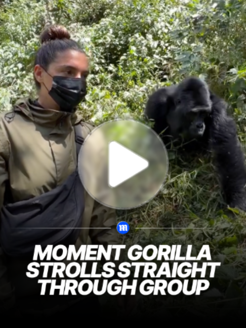 This is the moment a gorilla trekking experience took an unexpected turn when a confident blackback male suddenly approached the group during the final minutes of their one-hour viewing limit in the forest. Despite guides stressing a 10-metre distance rule, the gorilla closed the gap and casually walked past visitors, brushing by them as shocked tourists looked on in silence. 🎥 Instagram / @sweet_salt_t #viral #gorilla #forest #animals