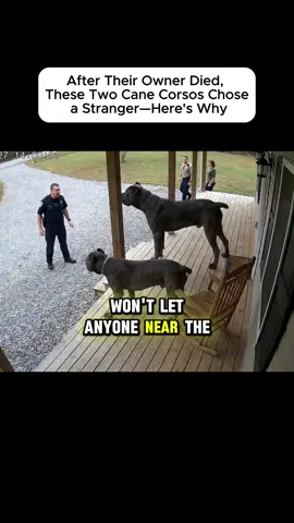 P.2 #dog #dogsoftiktok #usa #story #storytime 