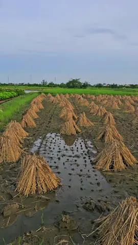 Về quê ăn đám giỗ,trog bếp thấy khói,có mỗi bác gái,đag nấu chuẩn bị bữa tối,thức ăhn đầy đủ,hỏi bác trai đi đâu,bác gái nói,a cô trah thủ ra đồg lấy nc,để làm mạ chuẩn,bị vụ chiêm xuân,mai nhà có giỗ,ko lo đồg ág nữa,lo tiếp khak thôi cô ạ,!A bảo chị nhà cơm nc sẵn,Ra đồg thì thấy a t loay hoay,ở cái đám mạ,mà lúc còn thah niên,ở nhà 2ae hay tát nc cho cha mẹ,làm mạ.Thuơg ac ở nhà vất vả,đôg con,đồg ág,giỗ chạp,nội ,ngoại,ma chay các kiểu,đã nghèo hay chu đáo cơ.🥰#xuhuong 