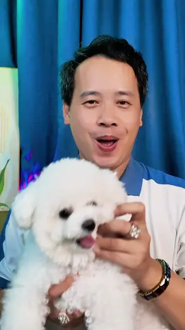 Nước nhỏ mắt Cassiel Pet – Làm sạch vết nước mắt, giảm đỏ ngứa, mắt sáng khỏe #CassielPet #NướcNhỏMắtChóMèo #GiảmĐỏNgứa #SángMắtPet #Freshhip