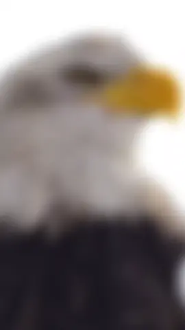 #CapCut #احمد =العيسوي#🦅 النسر_الجارح؟#fypシ゚ #fyppp 🦅👑📸🔥🦅🎩👑🦁😎