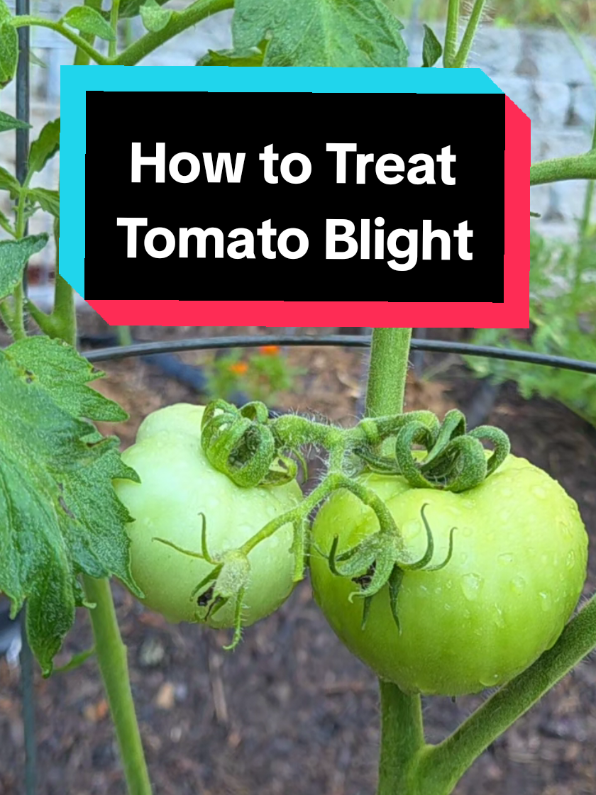 If your tomato leaves are starting to spot and have turned brown,yellow, or black... you could be dealing with blight or leaf spot. Blight is a soil born disease that the tomatoes have contracted and if you don't do something about it, it will eventually spread & take out your plants. But blight is very manageable if you know what to do and if you keep up with treatments as needed.  Here's exactly how I treat my tomatoes for blight! #blight #tomatoblight #howtofixblight #whatisblight #sicktomatoes 