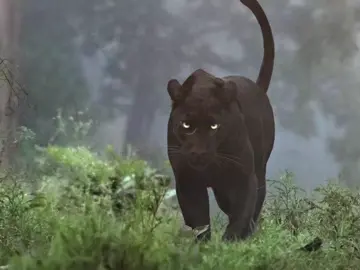 A black panther is not a separate species of animal. The term 