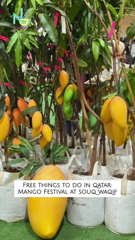 🥭 Mango Lovers, This One’s for You! Get ready to experience the sweet taste of India as the popular Indian Mango Exhibition (Hamba Exhibition) returns to Souq Waqif for its third edition. Showcasing some of India's finest and most sought-after mango varieties, this annual event is a celebration of flavour, culture, and tradition. 📍 Eastern Square, Souq Waqif (Air-Conditioned Area) 📅 18 – 27 June 2026 🗓️Daily  ⏱️4:00 PM – 10:00 PM Visitors can explore a wide selection of premium Indian mangoes, along with authentic Indian food products, pickles, sweets, and specialty items. Whether you're a fan of the famous Alphonso mango or simply looking to discover new varieties, there is something for everyone to enjoy. The exhibition is designed as a family-friendly experience, making it a great outing for all ages. Stroll through the stalls, sample delicious products, and learn why mangoes are often referred to as the 