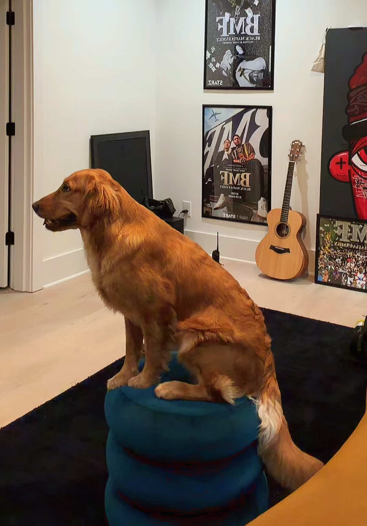 What it’s like having a Golden 😂