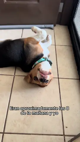 Hoy escogí la violencia encontré a mi mamá en mi sillón y la agarré de las greñas  #beagle #fyp #humor #funn #doglover 