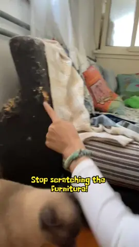 Cats always scratch the sofa. Don't scold it! Prepare the exclusive grab board and settle down immediately.#cat #life #petlife #catloves #Catscratchingboard 