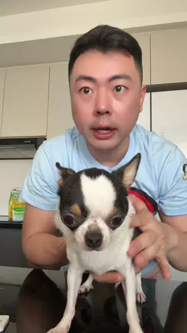 Cassiel Pet Obat Tetes Telinga Anjing Kucing Anabul Kutu Tungau