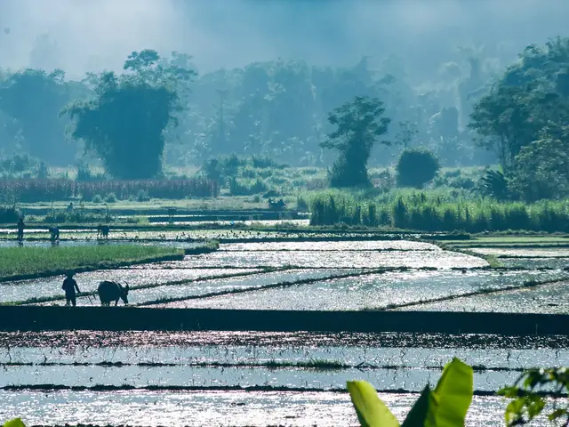#xuhuong  my hometown fields❤️🥰☘️