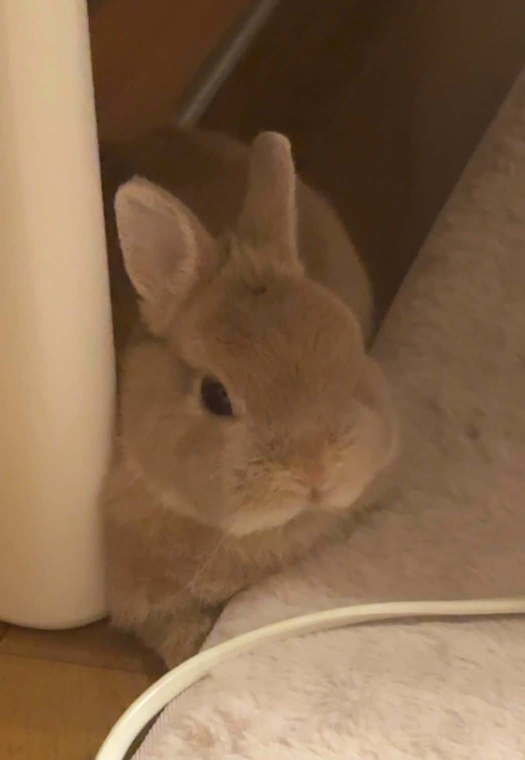 ずっと眠たそうにしてた日#bunny #rabbit #토끼 #ネザーランドドワーフ 
