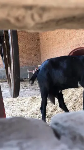 🐐