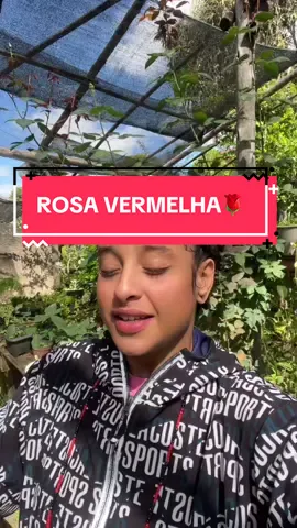 Laroyê Rosa vermelha! 🌹  Aqui na roseira, lembrei de você! #rosavermelha #pombogira #brujeria #pontosdeumbanda #macumba 