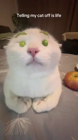 #cat #catsoftiktok #tellingoff