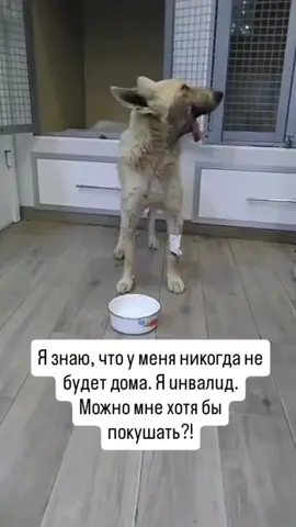 Белый натерпелся от людей. Его пытались зacтpeлuть после того как он yкpaл курицу у хозяина. Попали в чeлюcть. Он перенес множество onepaцuй. Выжuл. К Белому никто не приходит на знакомство,он уже давно смирился и даже не выходит из своей лежанки. Хотя несмотря на свою инвалидность, он очень ласковый и добрый пёс. Но люди привыкли смотреть только на идеальную 