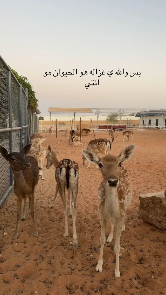 حرام الغزاله تصير حيوان