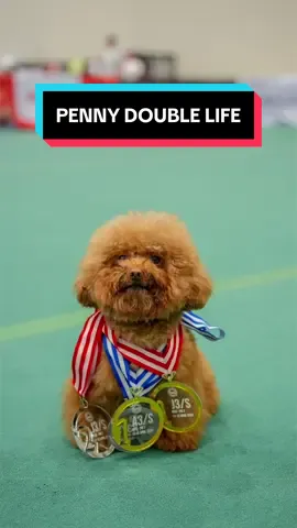 Penny’s double life 🐩 di lapangan: fierce, fast, unstoppable 🏅🔥 di rumah: baby kecil pake pampers 🍼🤏🏻  #mypoodlesgang #agilitydogsoftiktok #poodlesoftiktok #mypoodle❤️ 