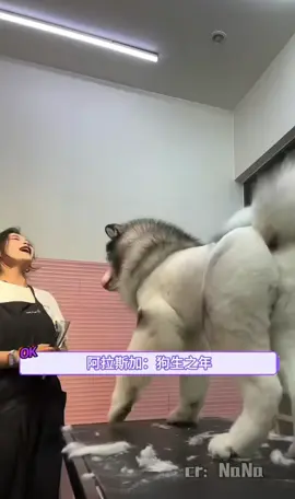 阿拉斯加：狗生之年终于遇到那个懂我的大 