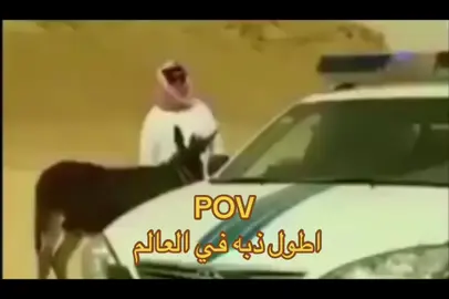 كيف نطفيه ؟ #tiktok #شمر #foryou #اكسبور #لايك 