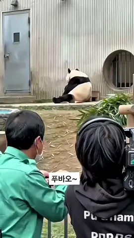 Kisah panda fubao dan paman kang.