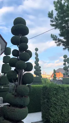 #topiary 