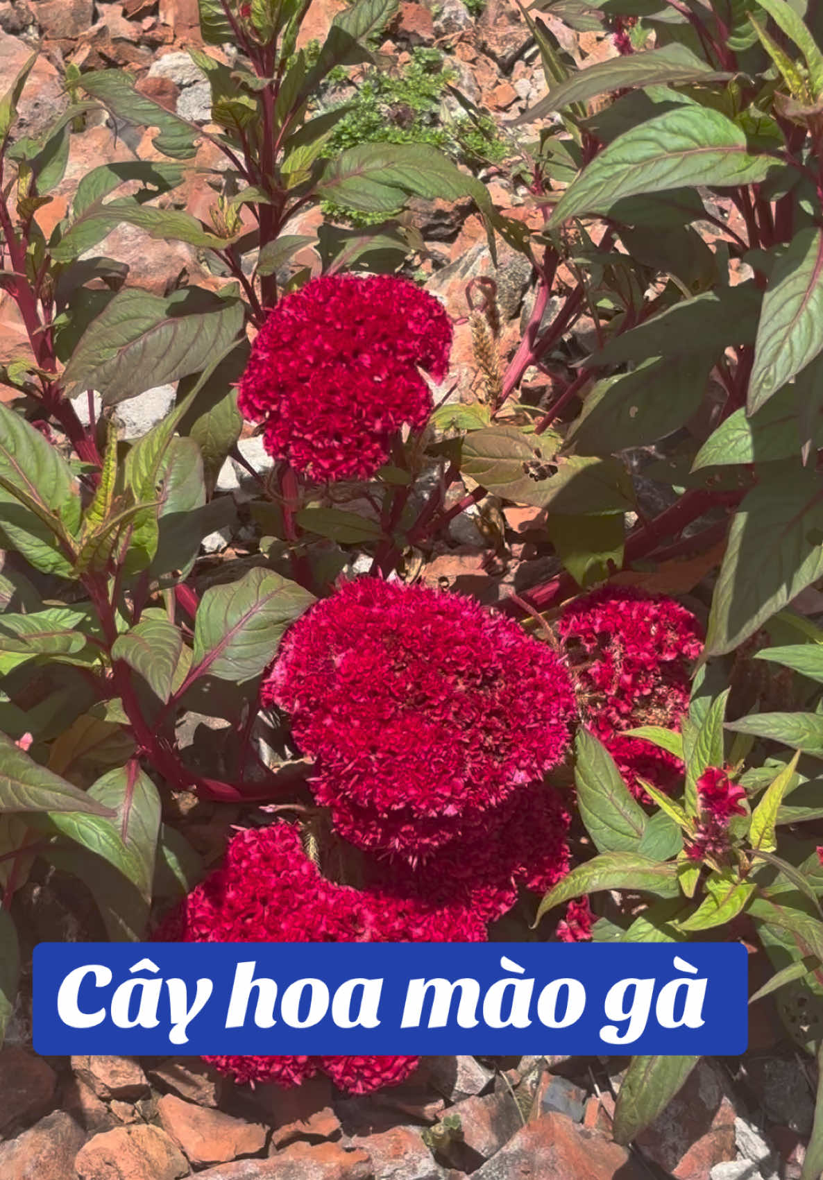 🌺 HẠT GIỐNG HOA MÀO GÀ BÚA MIX N (Nhiều Màu) 🌱 Đây là dòng hạt giống hoa mào gà búa mix – trộn nhiều màu và kiểu bông khác nhau trong cùng một gói. Đặc điểm nổi bật * 🌈 Mix nhiều màu: đỏ, vàng, cam, hồng, tím, đỏ rượu… * 🌸 Bông dạng “búa” xoăn dày, nhìn rất lạ và sang * 🌿 Cây khỏe, dễ trồng, ít sâu bệnh * ☀️ Ưa nắng mạnh, hoa càng nắng càng đẹp * 🌼 Thời gian nở lâu, giữ màu tốt
