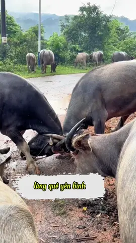 trẻ trâu