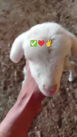 #CapCut #tiktok #fyp #foryou #animals 