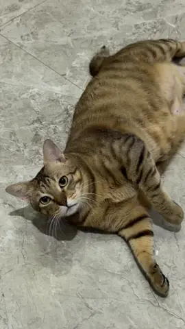 judulnya perut tak berbulu #fyp #kucing #catlover 
