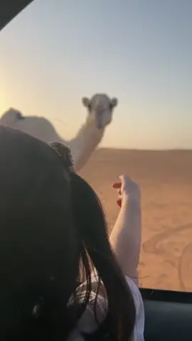 #اكسبلورexplore #تبوك_الزيته_علقان 