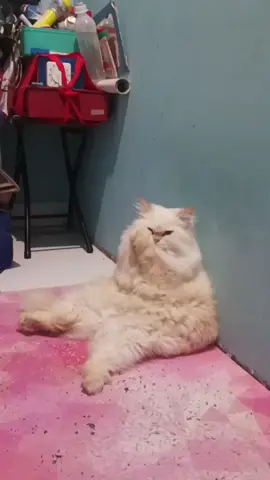 Ini hal normal ya, jadi jangan heran klo liat kelakuan kucing ku kaya gini ☺️ #kucing #kucinglucu #kucingtiktok #kucinggemoy #fyp 