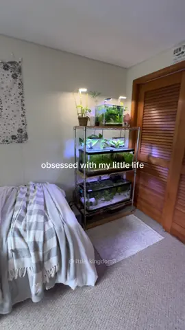 Ok but why do I want to change the grey to beige and make my room more natural/boho 😭 - #petroom #animals #guineapig #littlelife #aquarium 