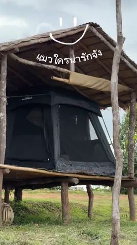 เอาแมวไปเลี้ยงดีกว่า 😬