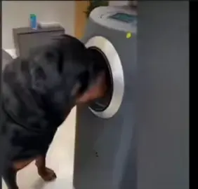 best dog 🐕 video 