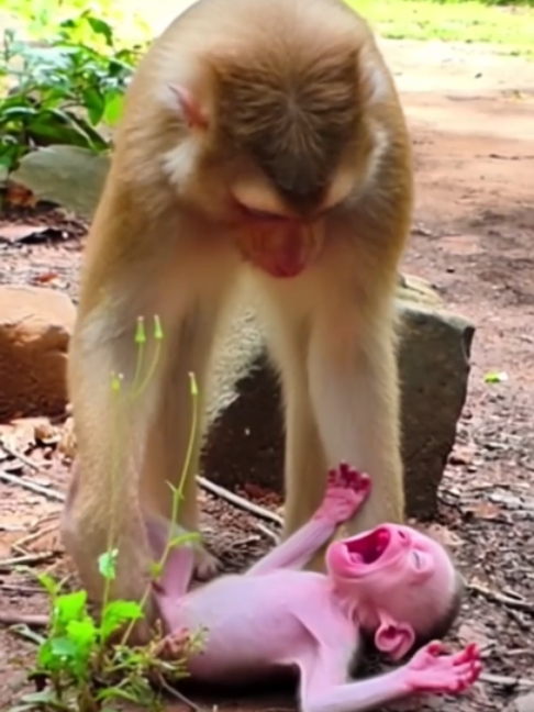 Omg! Poor Baby Monkey Crying Seriously Need Nursing But Like This #funnyreels #united #fbyシvideo #monkey #cutemonkey #bbmonkeys #fbviralpost2025シ #video #shorts #fypシ #baby