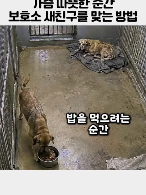 유기견이,보호소에서 새친구를 맞이하는 따뜻한 행동#fyp