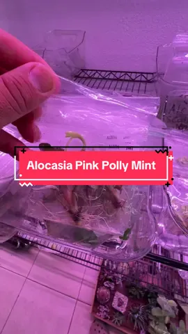 Alocasia Pink Polly Mint TC available and on sale now! Free shipping on orders over $30’upon checkout #plants #tissueculture #houseplants #tropicalplants